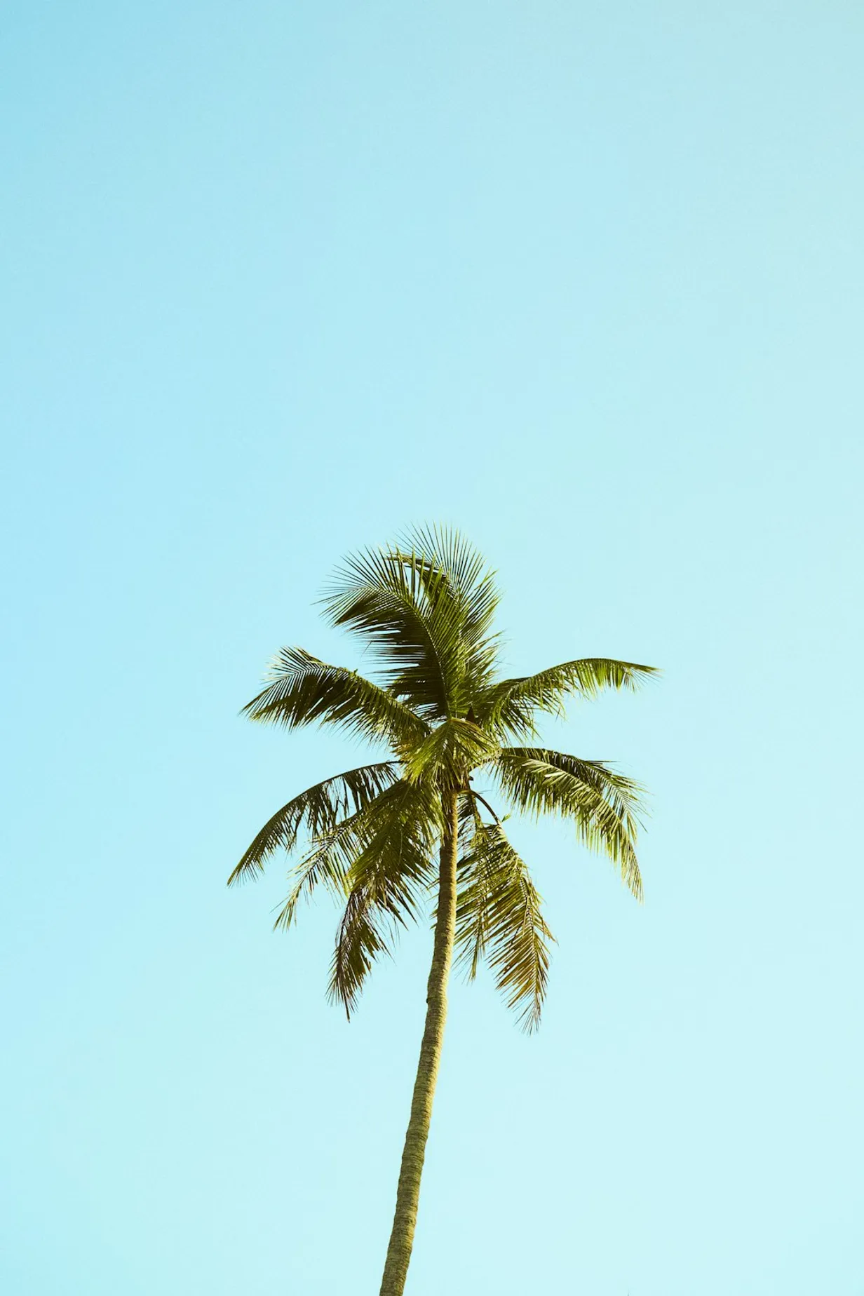 How To Use Artificial Palm Trees For Your HomeIllustration