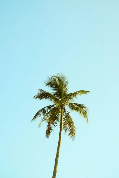 How To Use Artificial Palm Trees For Your HomeIllustration